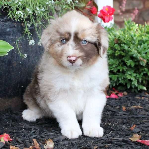 Larry, Miniature Australian Shepherd Puppy