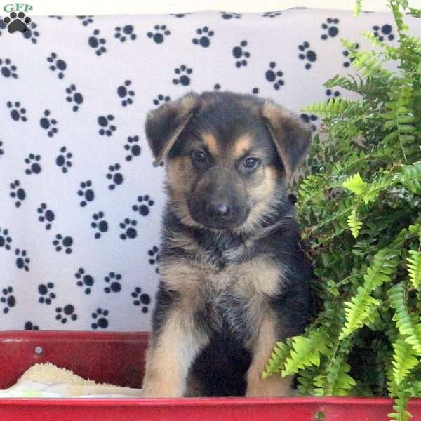 Lassie, German Shepherd Puppy