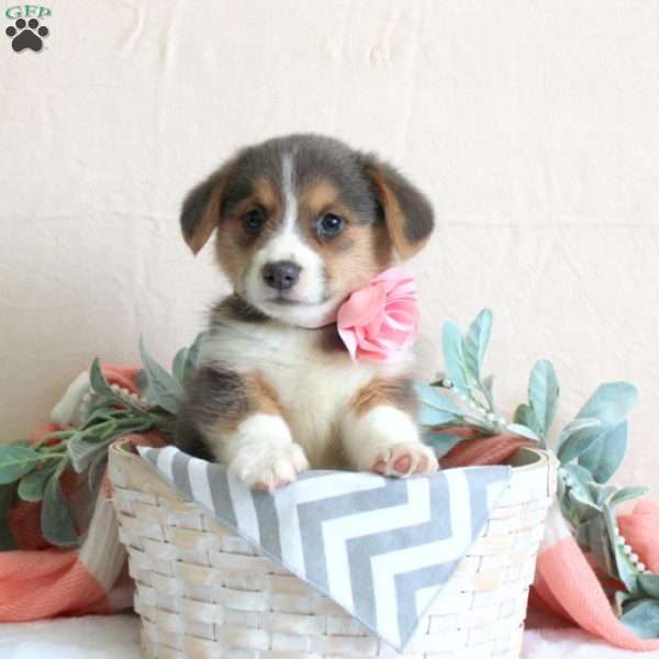 Latisha, Pembroke Welsh Corgi Puppy