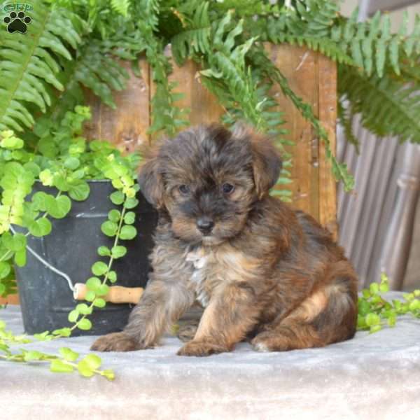 Latte, Yorkie Poo Puppy