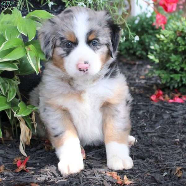 Lauren, Miniature Australian Shepherd Puppy