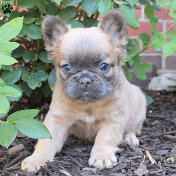 Lauren, French Bulldog Puppy