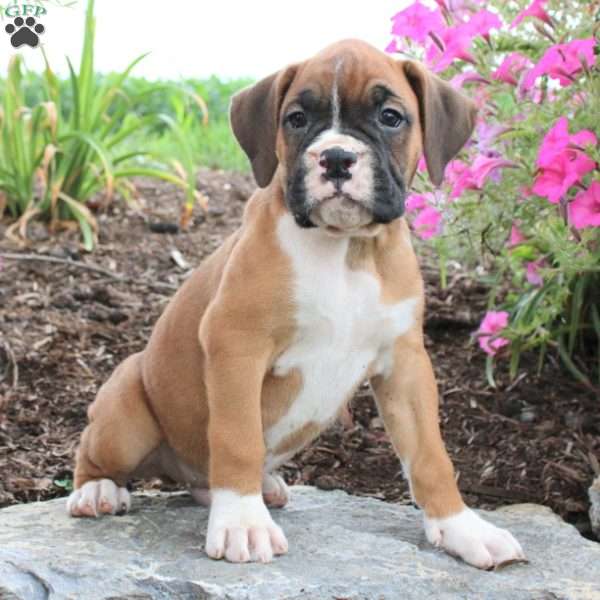 Laurence, Boxer Puppy