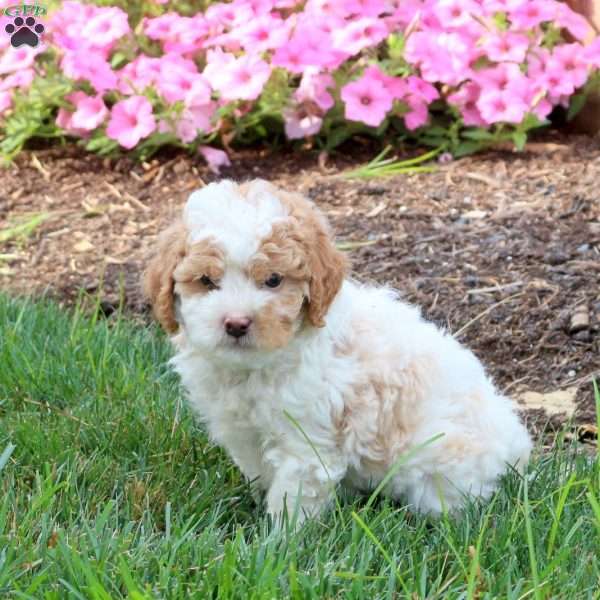 Lawrence, Miniature Poodle Puppy