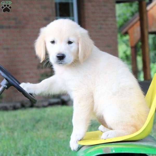 Layla, English Cream Golden Retriever Puppy