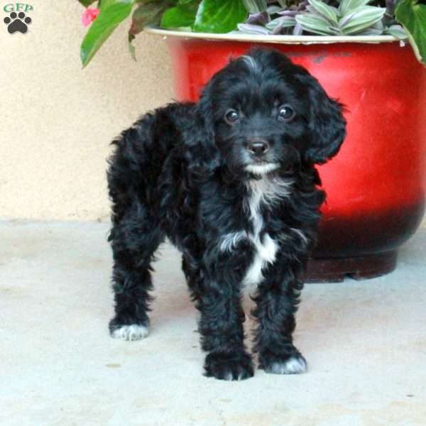 Layla, Cavapoo Puppy