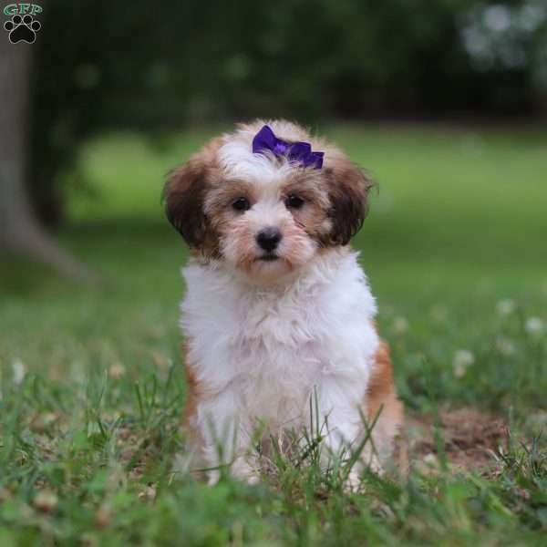 Layla, Shih-Poo Puppy