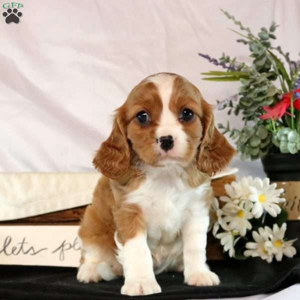 Layna, Cavalier King Charles Spaniel Puppy