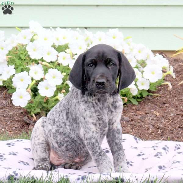 Lazer, German Shorthaired Pointer Puppy