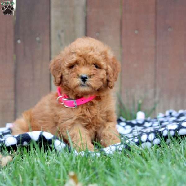 Leah, Mini Goldendoodle Puppy