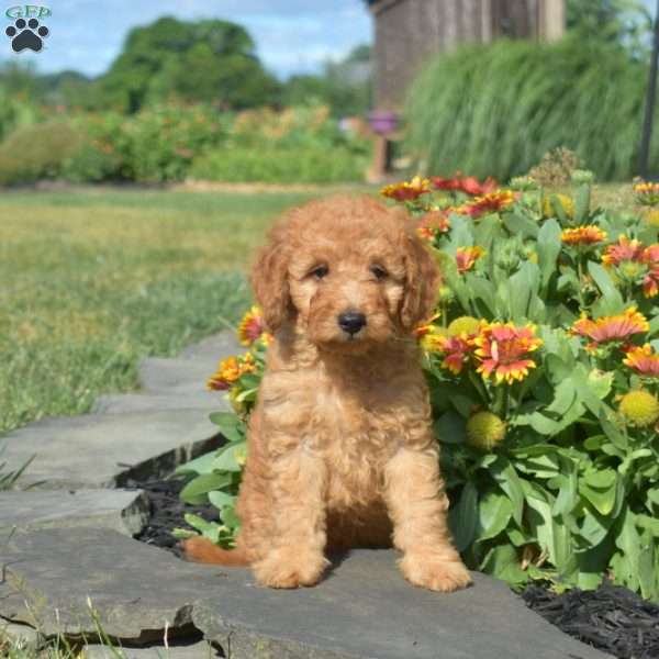 Lego, Mini Goldendoodle Puppy