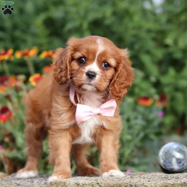 Lena, Cavalier King Charles Spaniel Puppy