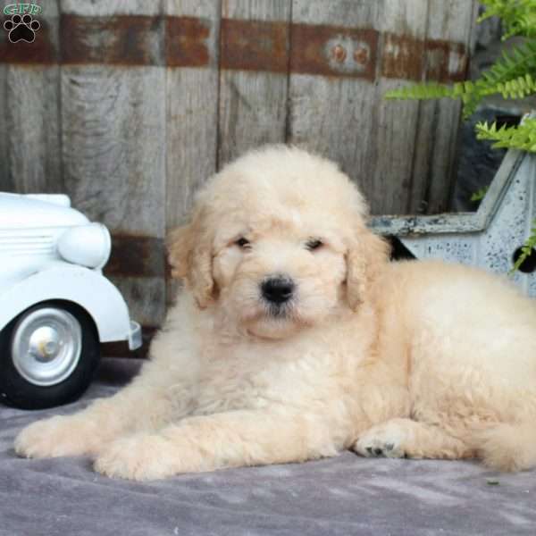 Lenny, Goldendoodle Puppy