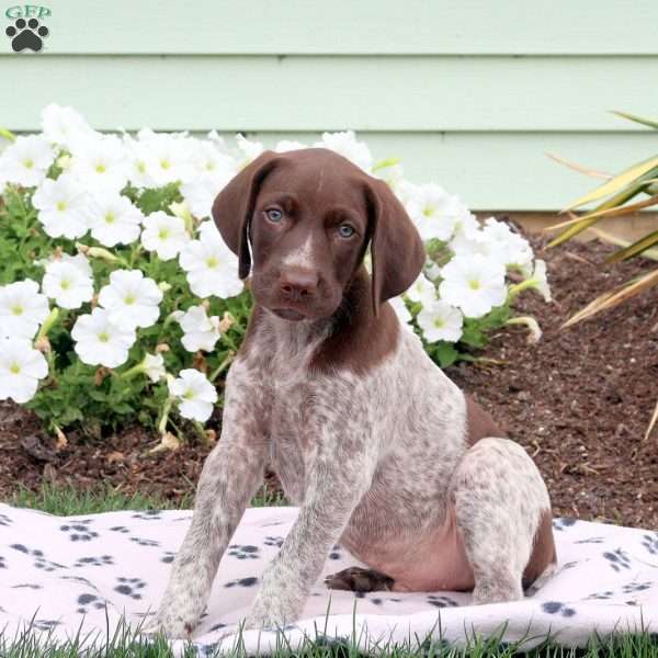 Leo, German Shorthaired Pointer Puppy