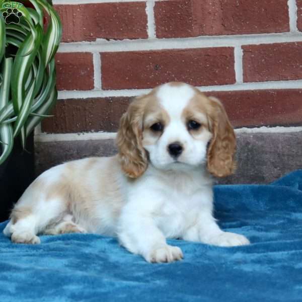 Leo, Cockalier Puppy