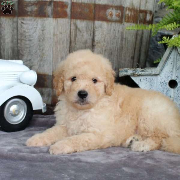 Leo, Goldendoodle Puppy