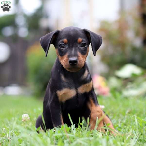 Leo, Miniature Pinscher Puppy