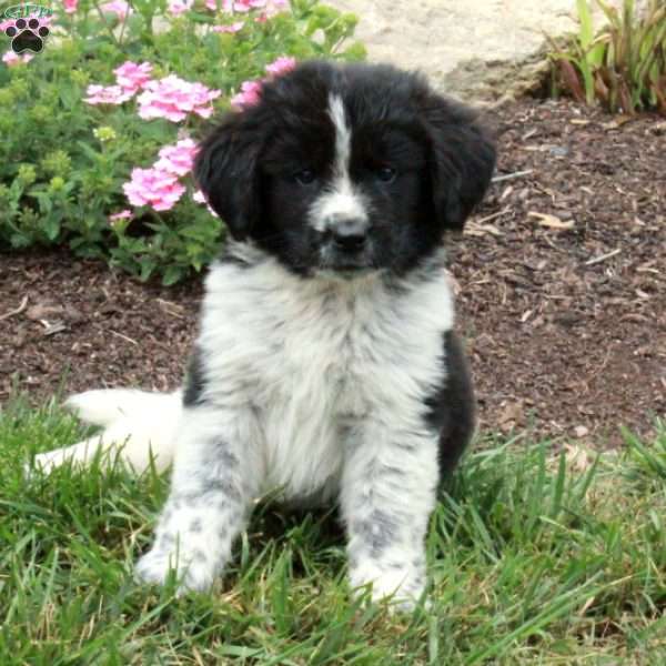 Leona, Newfoundland Puppy