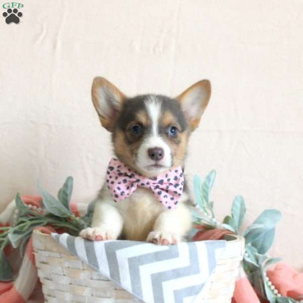 Leona, Pembroke Welsh Corgi Puppy