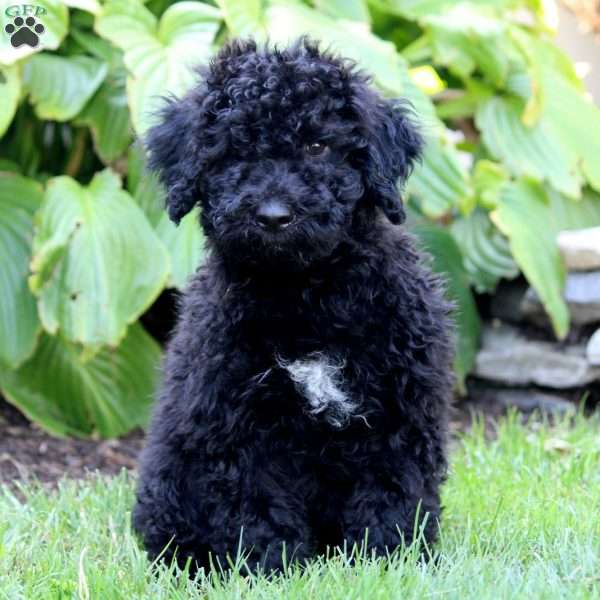 Levi, Portuguese Water Dog Puppy