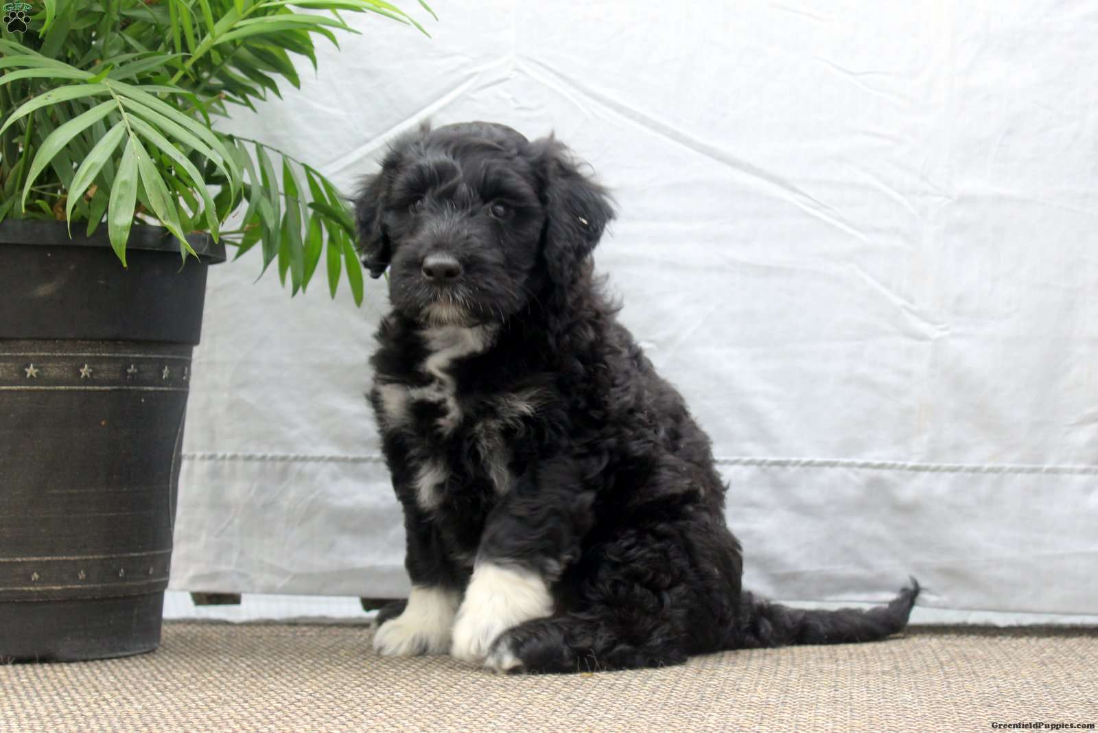 Lewis - Portuguese Water Dog Puppy For Sale In Pennsylvania