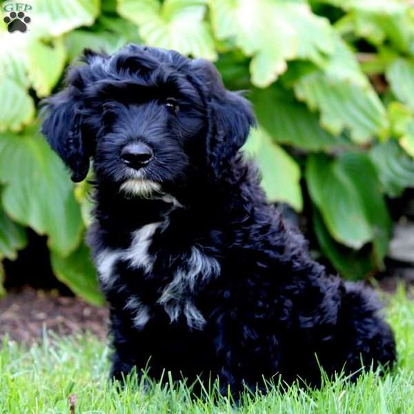 Lewis, Portuguese Water Dog Puppy