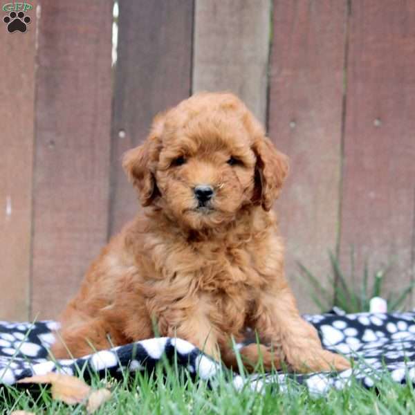 Lewis, Mini Goldendoodle Puppy