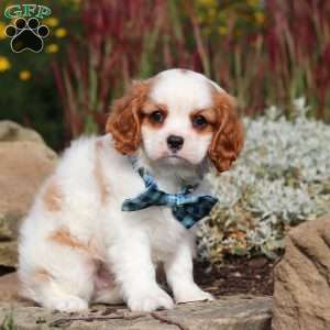 Liam, Cavalier King Charles Spaniel Puppy