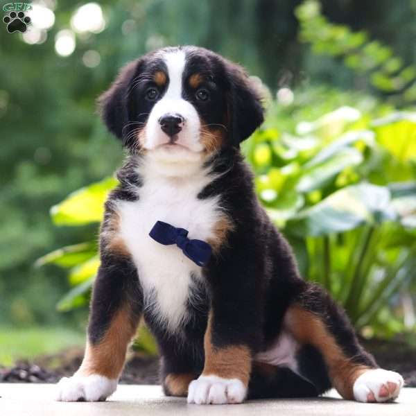 Liam, Bernese Mountain Dog Puppy