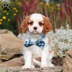 Liam, Cavalier King Charles Spaniel Puppy