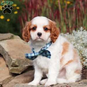 Liam, Cavalier King Charles Spaniel Puppy