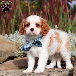 Liam, Cavalier King Charles Spaniel Puppy