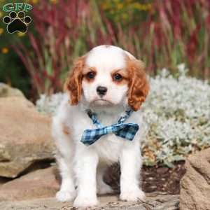 Liam, Cavalier King Charles Spaniel Puppy