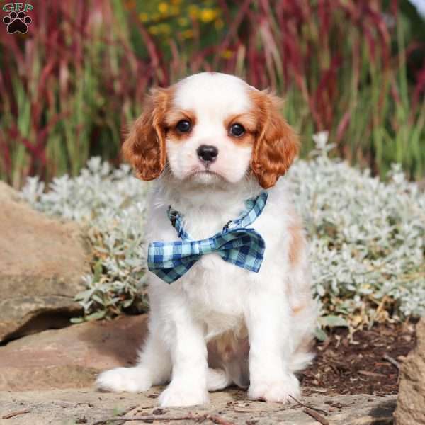 Liam, Cavalier King Charles Spaniel Puppy