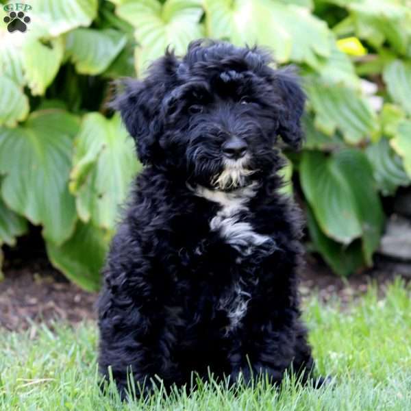 Liam, Portuguese Water Dog Puppy