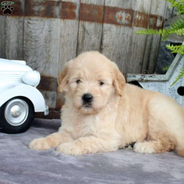 Liam, Goldendoodle Puppy