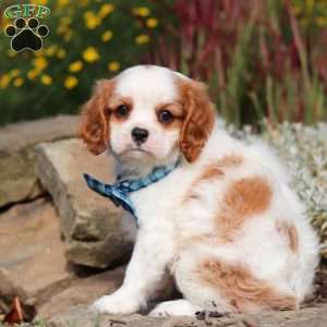 Liam, Cavalier King Charles Spaniel Puppy