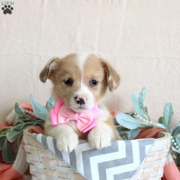 Liana, Pembroke Welsh Corgi Puppy