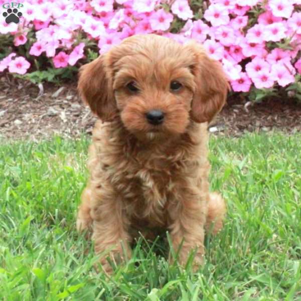 Libby, Cavapoo Puppy