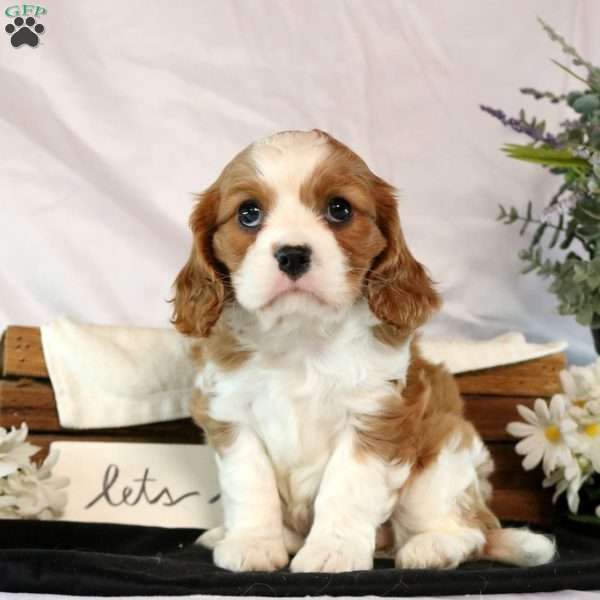 Lidia, Cavalier King Charles Spaniel Puppy