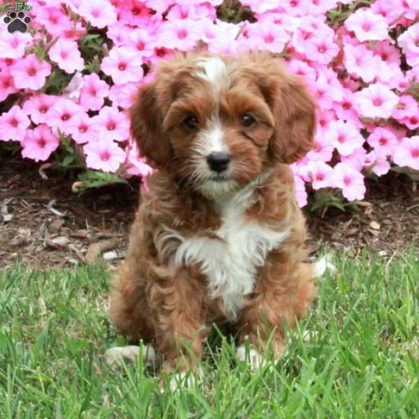 Lilly, Cavapoo Puppy