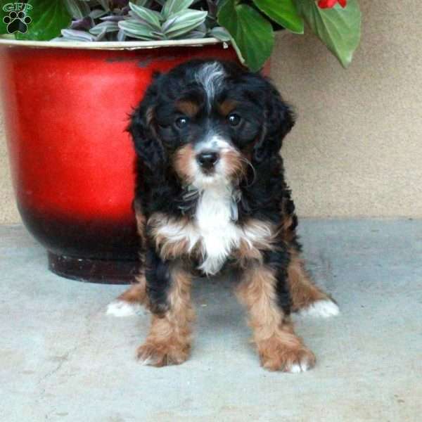 Lilly, Cavapoo Puppy