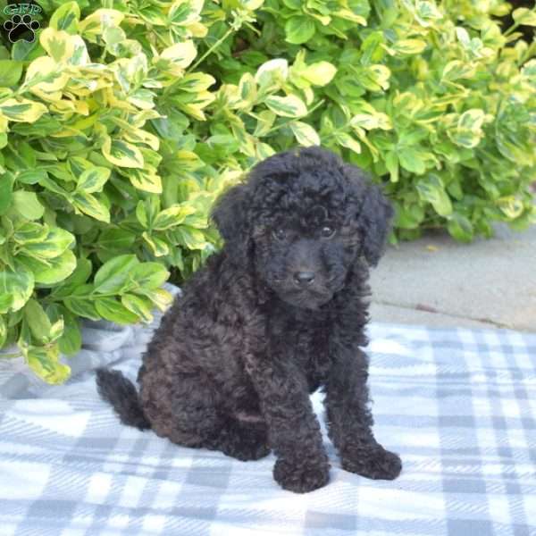 Lilo, Miniature Poodle Puppy