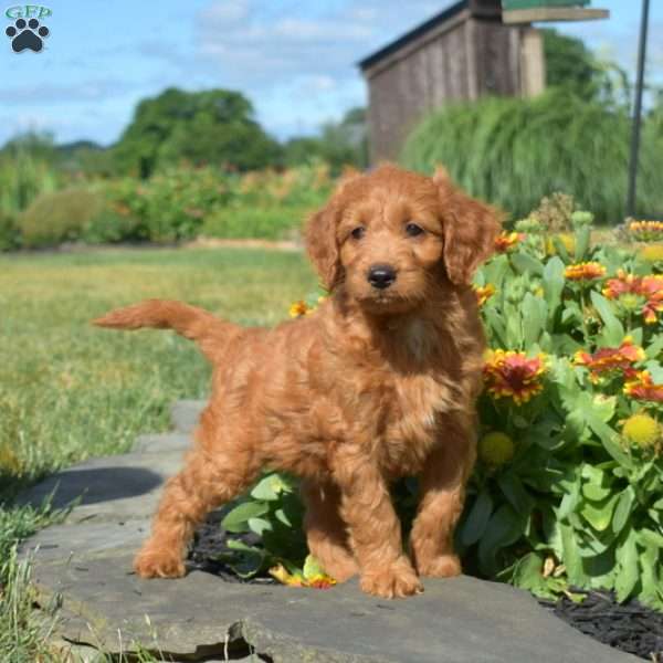 Lilo, Mini Goldendoodle Puppy