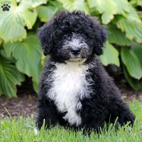 Lily, Portuguese Water Dog Puppy