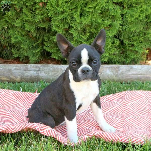 Lily, Boston Terrier Puppy