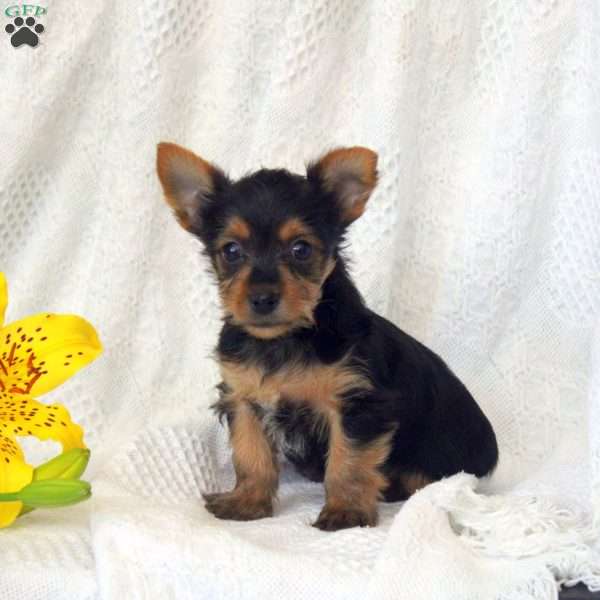 Lily, Yorkie Puppy