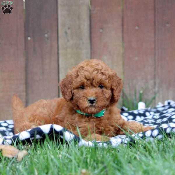 Lily, Mini Goldendoodle Puppy