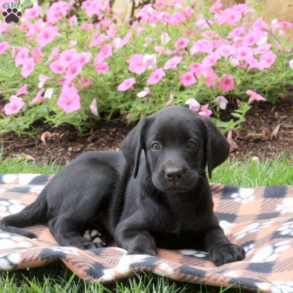 Lily, Black Labrador Retriever Puppy