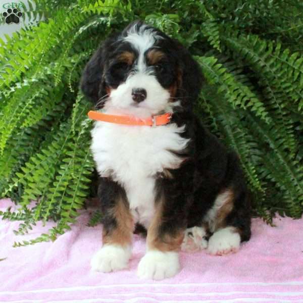 Lily, Bernedoodle Puppy